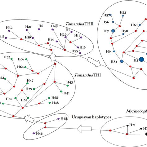 Median Joining Network Mjn With Haplotypes From Entire Mitogenomes Of