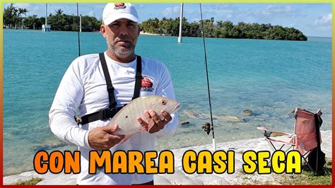 Pesca Y Liberacion De Mutton Snapper Pargocriollo Youtube