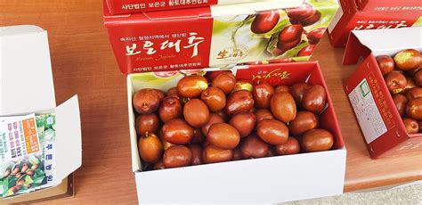 대추 보은대추 Jujube Korea Pixabay의 무료 사진 Pixabay