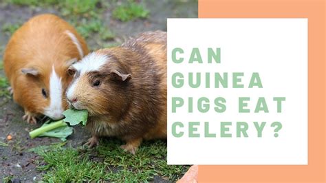 Can Guinea Pigs Eat Celery Guinea Pig Center YouTube