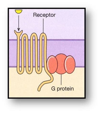 G Protein Coupled And Enzyme Linked Receptors Flashcards Quizlet