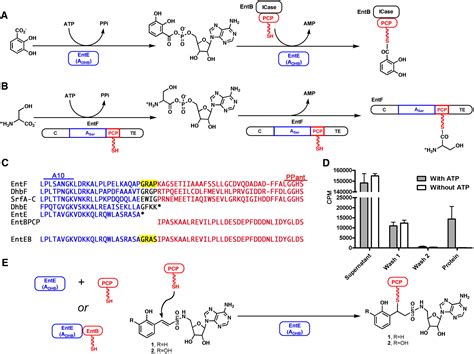 Structural And Functional Investigation Of The Intermolecular Interaction Between Nrps