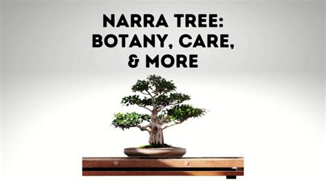 Narra Tree Botany Caresheet And More Everything Arboriculture