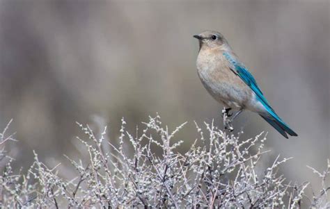 Lets Hear It For The Girls Demystifying Female Birds Bird Alliance