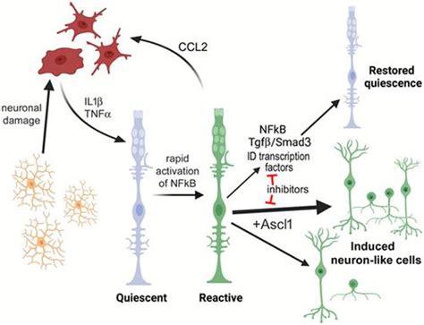 NFkB signaling promotes glial reactivity and suppresses Müller glia