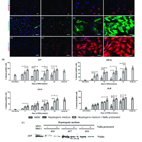 Immunofluorescence And A Western Blot Analysis Of Hepatic Specific