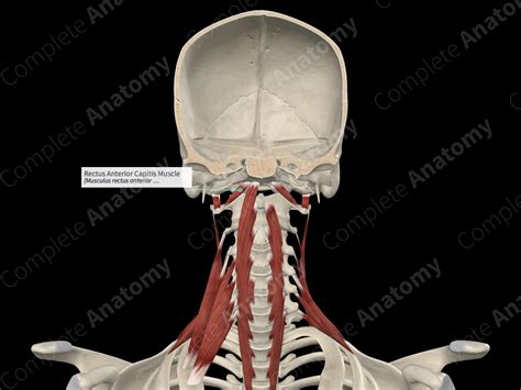 Rectus Anterior Capitis Muscle | Complete Anatomy