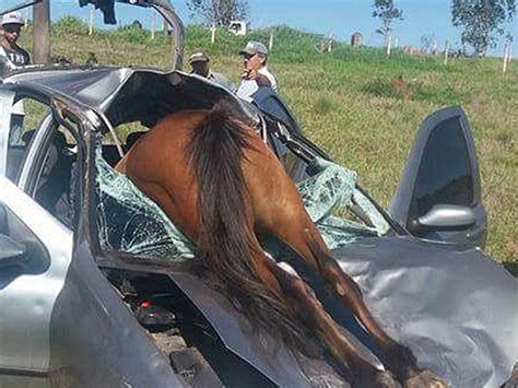 G1 Casal sai ileso após cavalo atravessar para brisa de carro em