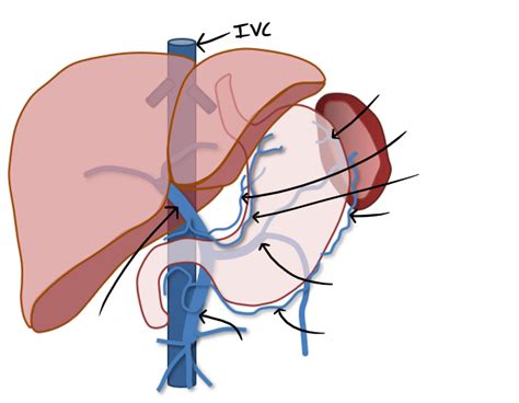 Hthsci 2ff3 Venous Drainage From Stomach Diagram Quizlet