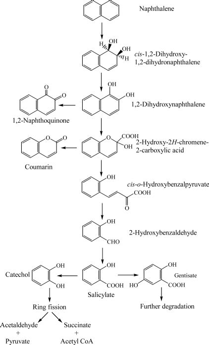 Proposed Catabolic Pathways Of Naphthalene By Bacteria 2427 33