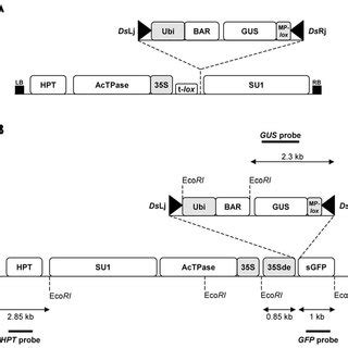 A B Schematic Representation Of The Enhancer Trap Constructs Used A