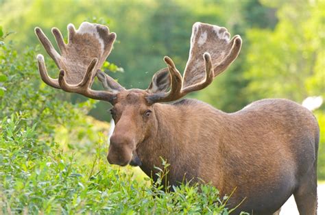 16 best hikes in Canada - Lonely Planet