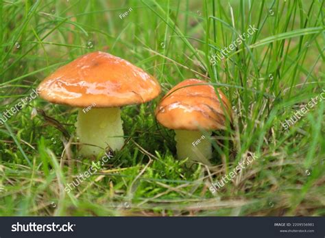 Mushrooms Yellow Boletus Mushrooms Suillus Luteus Stock Photo