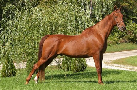 American Saddlebred Horse Breed Information, History, Videos, Pictures