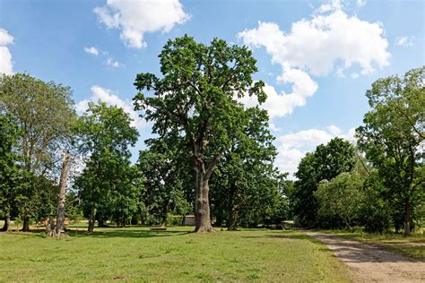 Eiche Im Ehemaligen Gutspark In Sellendorf Monumentale Eichen Von