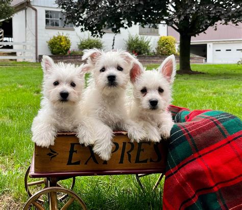 West Highland White Terrier Puppies 2016 Mini 7x7 Multilingual Edition 7