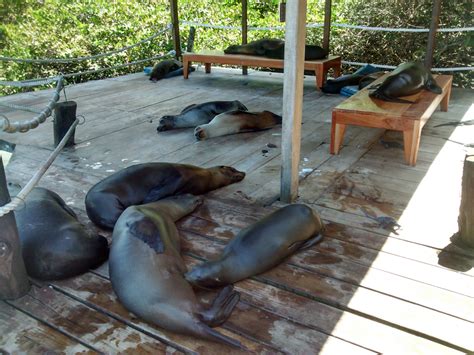 Isole Galapagos: dove la natura regna sovrana – Il Passaporto di Gio