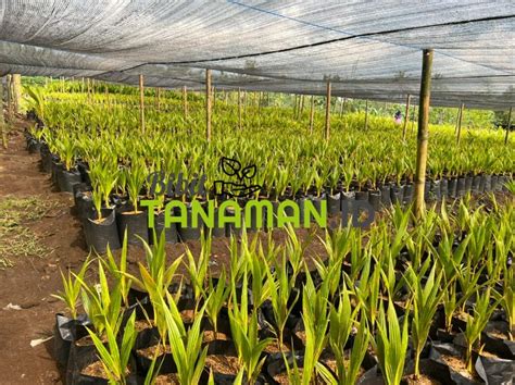 Jual Bibit Kelapa Berkualitas Bibittanaman Id