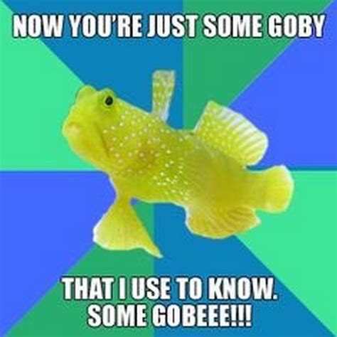 37 Funny Fish Memes From The Sea