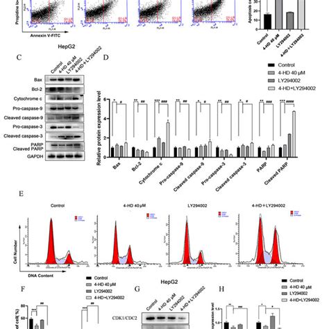 Hd Induced Apoptosis And Cycle Arrest Of Hcc Cells By Regulating The