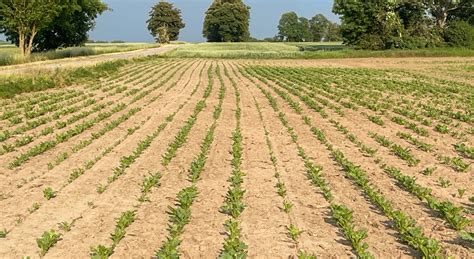 Der Sonnige Juni Urban Agrar Landwirtschaft Zukunft