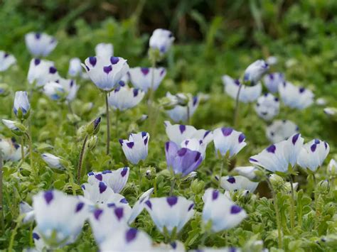 Nemophila (Baby Blue Eyes) – A to Z Flowers