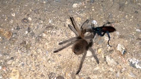 Tarantula Hawk Wasp Vs Tarantula Youtube