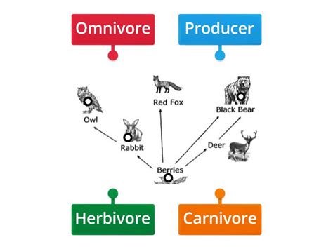 FOOD WEB - Labelled diagram