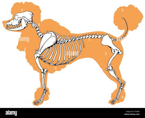 Squelette Chien Anatomie Banque D Images D Tour Es Alamy