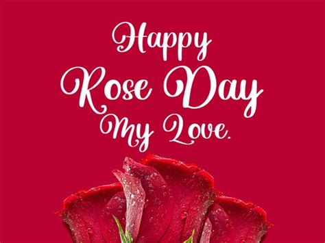 Rose Day 2022 Wishes इन शायरी Sms और Greetings से अपनों से कहें दिल