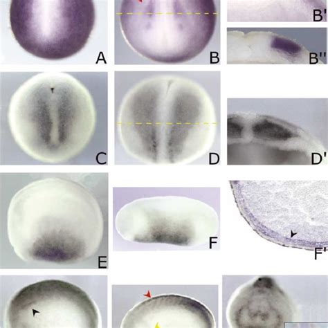 Whole Mount In Situ Hybridization Analysis Of Xhas And Xhas At