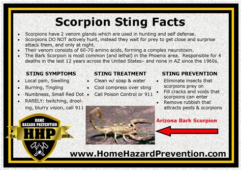 Basic Scorpion Sting Facts And Treatments