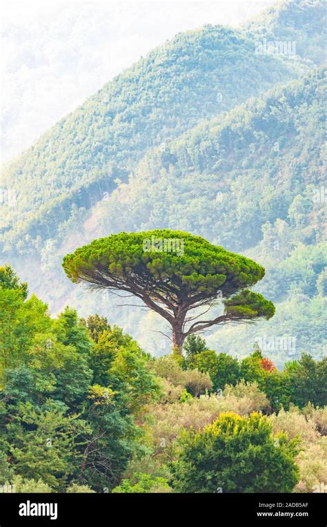 Single Mediterranean Pine Tree Growing On The Top Of The Hill