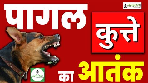 Cg में पागल कुत्ते का आतंक स्कूली बच्चे समेत 17 लोगों को बनाया शिकार