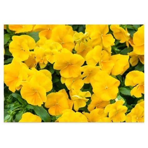 10 Hb Pansy Cw Golden Yellow Hands Garden Center