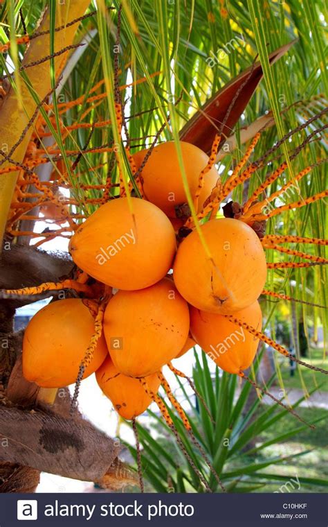 Download This Stock Image Coconuts In Palm Tree Ripe Yellow Orange Color Fruit C10hkf From