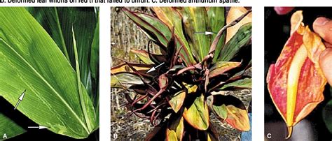 Figure 1 From Banana Rust Thrips Damage To Banana And Ornamentals In