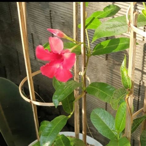 Jual Tanaman Hias Pohon Alamanda Bunga Merah Pohon Bunga Mandevilla