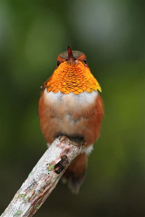 Rufous Hummingbird Selasphorus Rufus Stock Photo Image Of Rufus