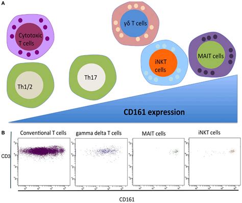 Frontiers Role Of Innate T Cells In Anti Bacterial Immunity