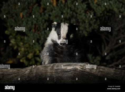 Close Up Of Urban Uk Badger Meles Meles Isolated In The Dark Nose