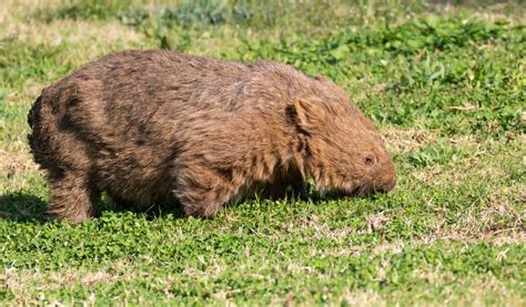 Wombat - Wildlife Den - South African And Australian Wildlife Photography