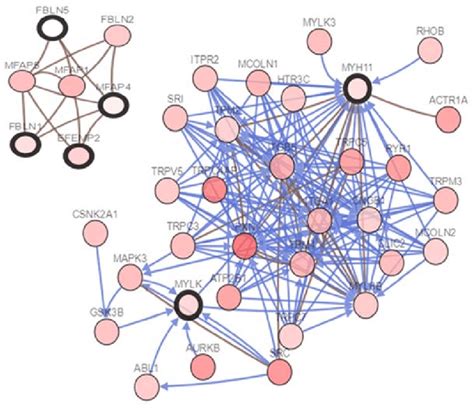 Network Between Hub Genes And Their Co Expressed Genes Nodes With Bold