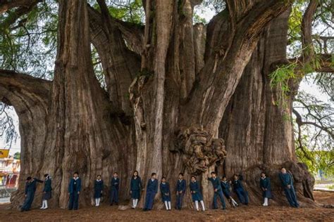 Arbol Del Tule The Biggest Tree In The World Travel And Tourism