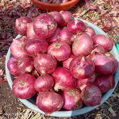 Maharashtra Fresh Red Onion A Grade Onion Size 25 Mm At Rs 17 Kg In Pune