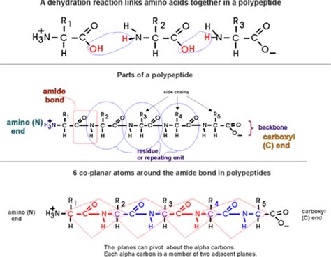 Polypeptide Handout