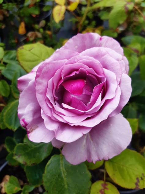 Neptune Hybrid Tea Rose