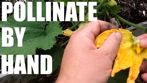 How To Pollinate By Hand Increase Production By Hand Pollinating Youtube