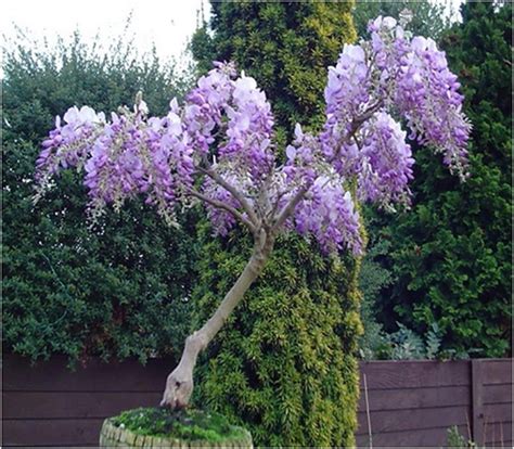 25 How To Grow Wisteria In A Pot 9 Wisteria Bonsai Wisteria