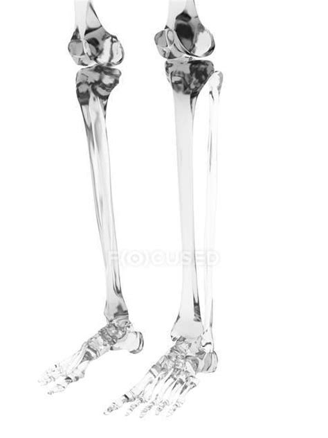 Human leg bones — health, anatomy - Stock Photo | #160217232